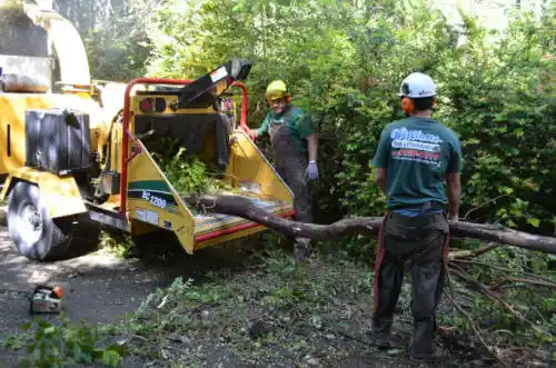 tree services Warrior